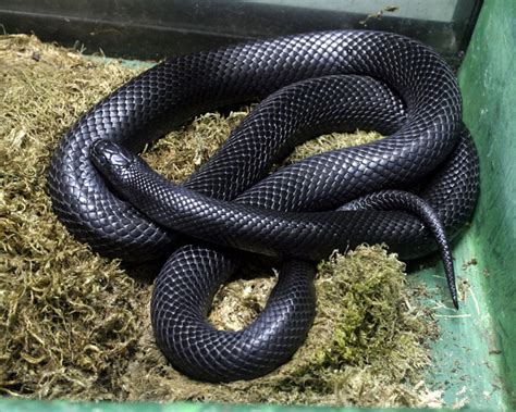 black mexican snake